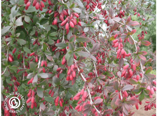 Berberis vulgaris   'Atropurpurea'